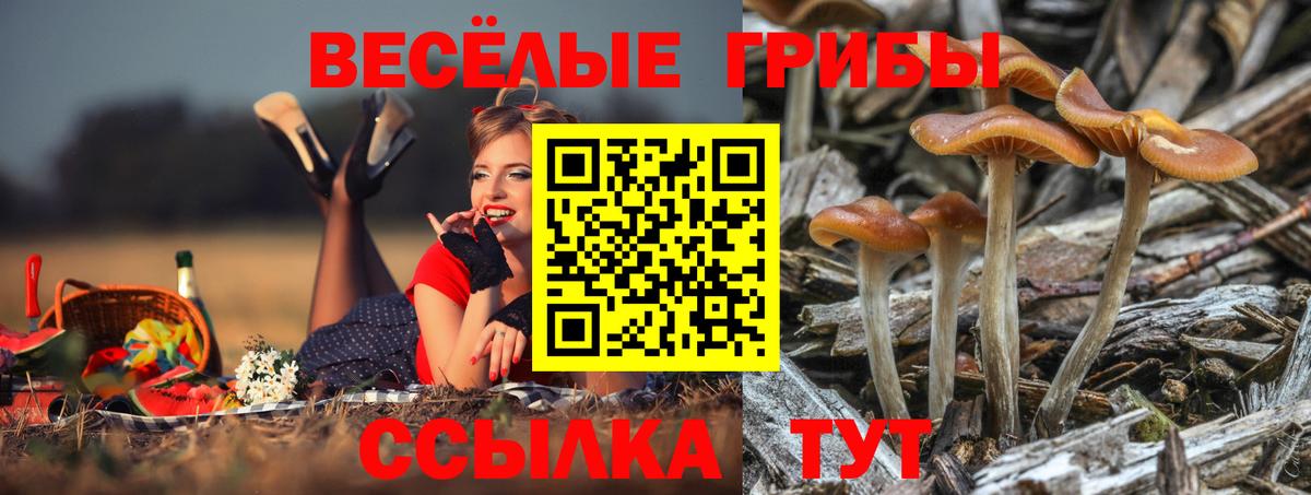 магазин    Вход с VPN  Ессентуки  Псилоцибиновые грибы Cubensis 
